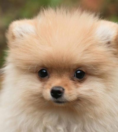 cream pomeranian haryana