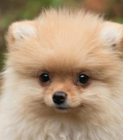 Cream Pomeranian Price Bhopal - Solid Cream Fluffy Puppy for Sale