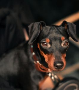 Miniature Pinscher Puppy