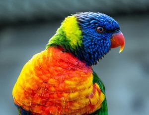 Buy Rainbow Lorikeet Online - Vibrant Multi-Colored Parrot