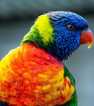 rainbow lorikeet haryana