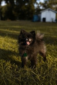 Black Pomeranian Bhopal - Solid Black Fluffy Puppy for Sale