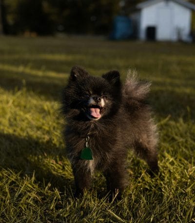 Black Pomeranian Bhopal - Solid Black Fluffy Puppy for Sale