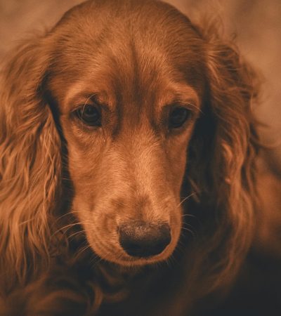 brown cocker spaniel haryana