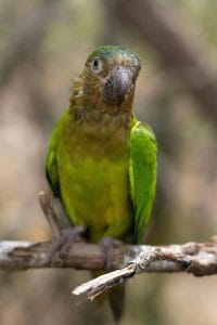 Pineapple Headed Conure