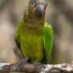 Pineapple Headed Conure
