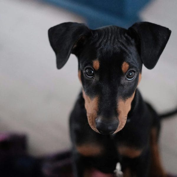 Buy European Doberman Puppy - Elite Guard Dog with Heavy Bone