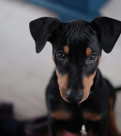 european doberman haryana
