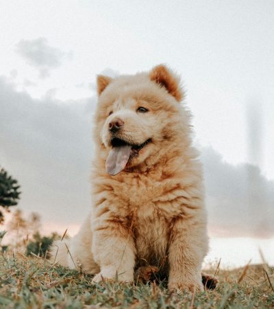 cream chow chow haryana