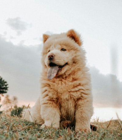 Buy Cream Chow Chow Puppy - Rare White Lion Like Pup