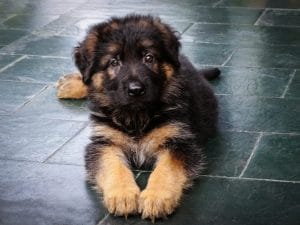 German Shepherd Price in Bhopal - Black and Tan Double Coat Puppy