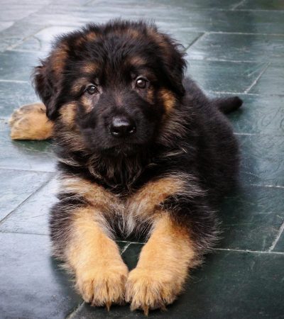 German Shepherd Puppy Price & Availability In Wazirabad St