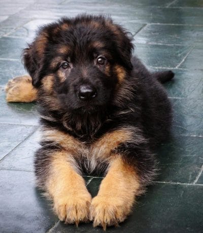 German Shepherd Price in Bhopal - Black and Tan Double Coat Puppy