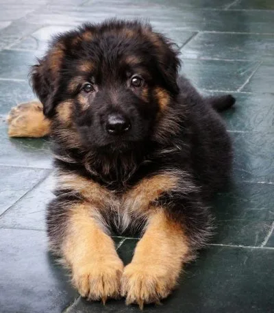 German Shepherd Puppy Price & Availability In Wazirabad St