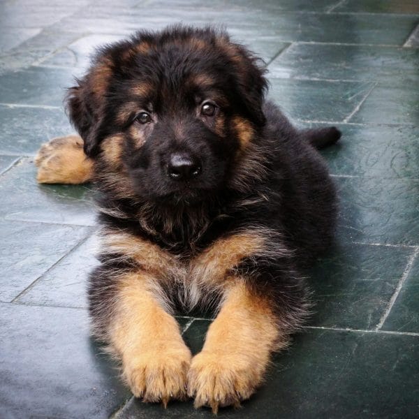 black and tan german shepherd haryana