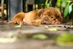 French Mastiff Price in Bhopal - Massive Heavy Bone Puppy for Sale