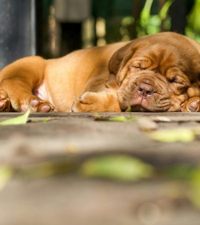 french mastiff haryana