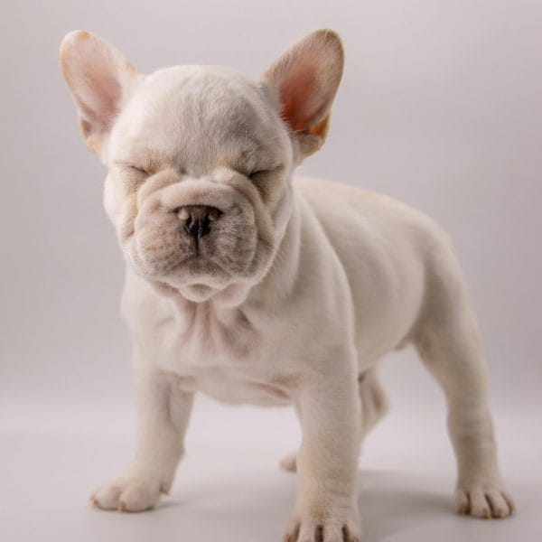 French Bulldog Price in Bhopal - White Frenchie Puppy for Sale
