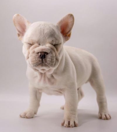 white french bulldog haryana