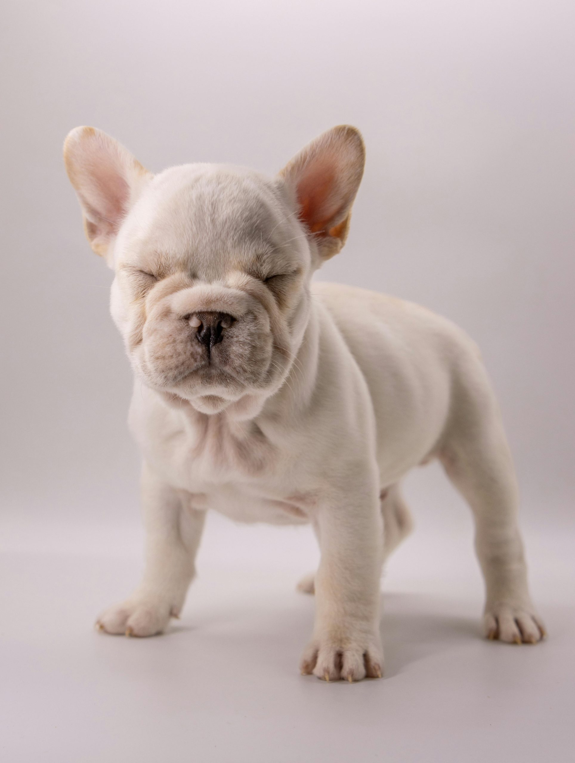 French Bulldog Price in Bhopal - White Frenchie Puppy for Sale