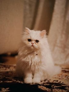 Buy Punch Face Persian Cat - Extreme Flat Face Kitten
