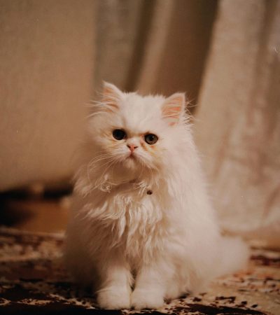 persian cat punch face haryana