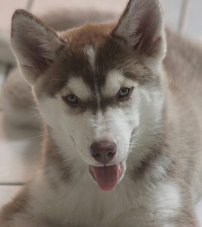 Siberian husky copper tamil nadu puppy with a thick woolly coat and striking copper markings