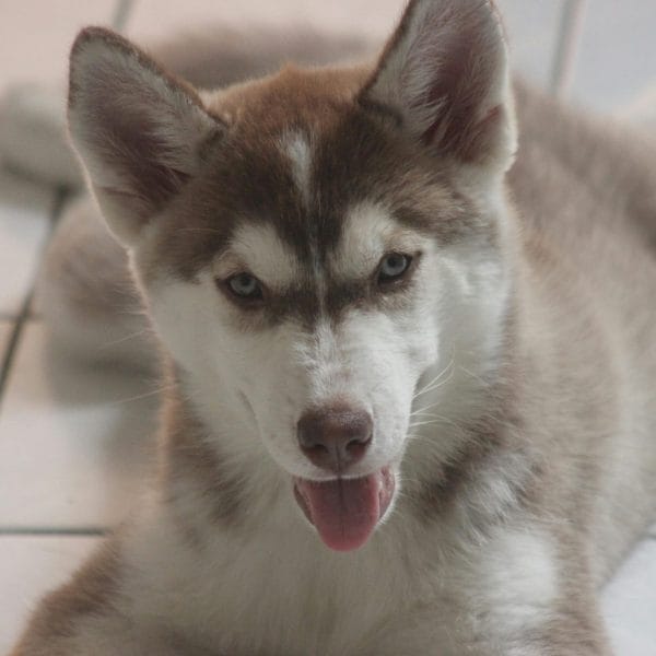 Siberian Husky Price Bhopal - Copper and White Super Wooly Puppy