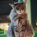 Maine Coon Cat Kitten/Adult