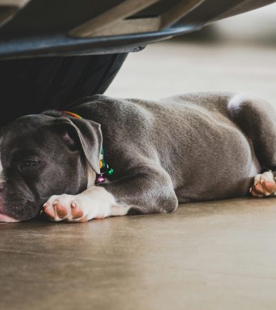 standard bully haryana