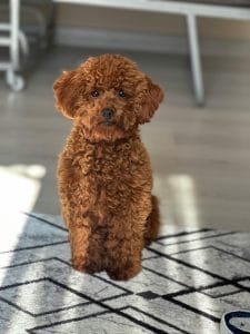 Toy Poodle Bhopal - Top Quality Curly Puppy for Sale