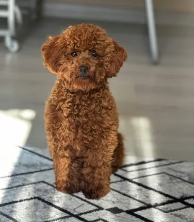 toy poodle puppy haryana nadu showing a curly apricot coat and petite frame