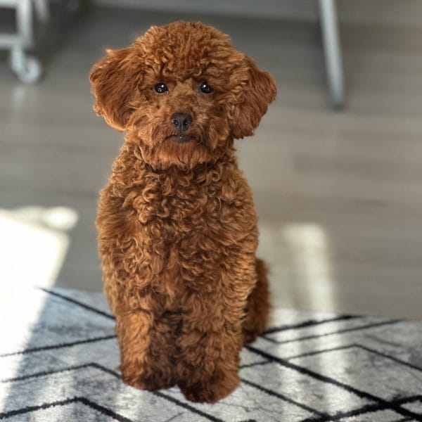 toy poodle haryana