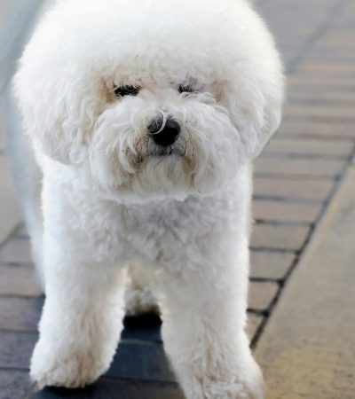 bichon frise haryana