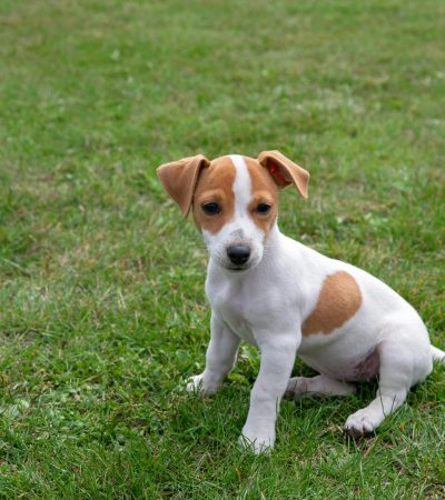 Jack Russell Terrier Puppy Price & Availability In Wazirabad St