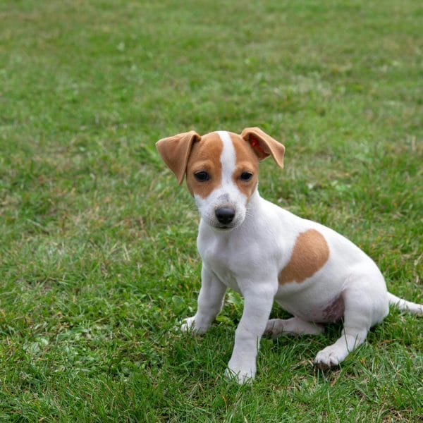 Jack Russell Terrier Price Bhopal - White and Tan Puppy for Sale
