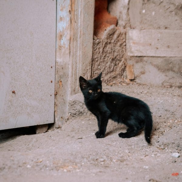 Buy Bombay Cat Kitten - Sleek Jet Black Mini Panther