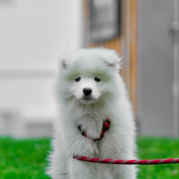 Buy White Samoyed Puppy - Fluffy Snow White Pup