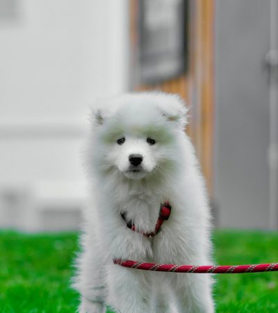 white samoyed haryana