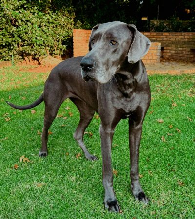 black great dane haryana