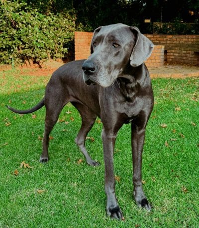 Great Dane Bhopal - Solid Black Puppy for Sale