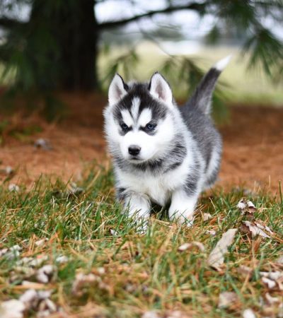 Siberian husky black tamil nadu puppy with a thick woolly coat and classic black and white markings
