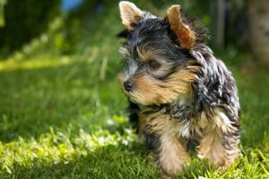 Yorkshire Terrier Price Bhopal - Top Quality Silky Puppy for Sale