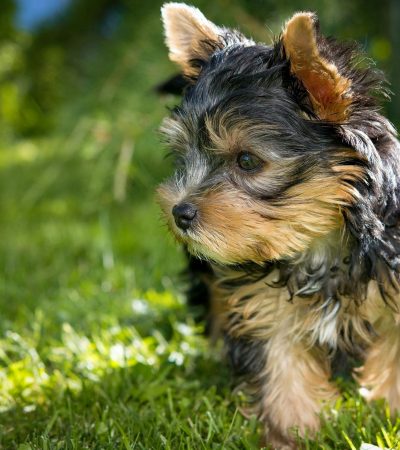 yorkshire terrier haryana