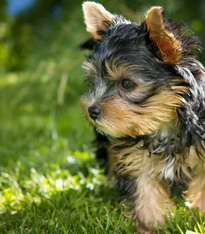 yorkshire terrier haryana