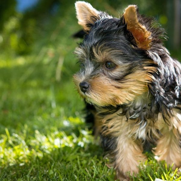 Yorkshire Terrier Price Bhopal - Top Quality Silky Puppy for Sale