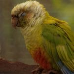 Green Cheek Conure Pair