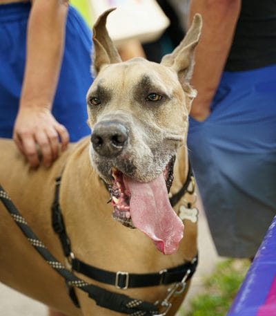 Fawn Great Dane Price Bhopal - Classic Golden Puppy with Black Mask