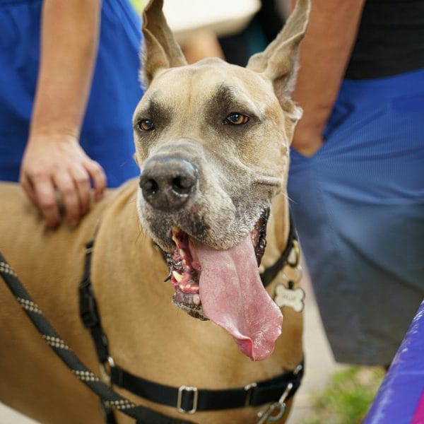Fawn Great Dane Price Bhopal - Classic Golden Puppy with Black Mask