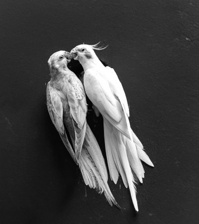 Cockatiel - Lutino Pair